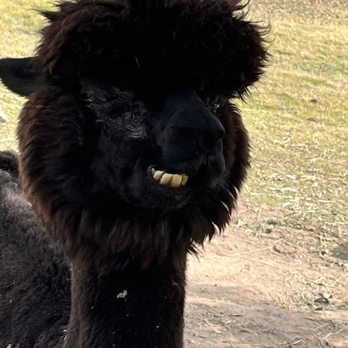 Canzelle Alpacas - Might need a little dental work. - Farms Near Me - Carpinteria, California Canzelle Alpacas - Might need a little dental work. - Farms Near Me - Carpinteria, California