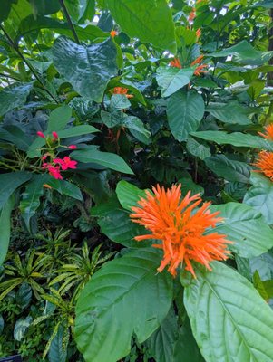 Anna Scripps Whitcomb Conservatory by null