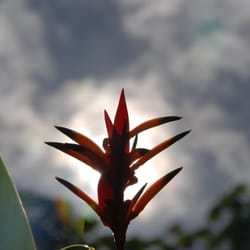 Pandora Tour Puerto Rico - Bird Trail at El Portal, El Yunque Rain Forest