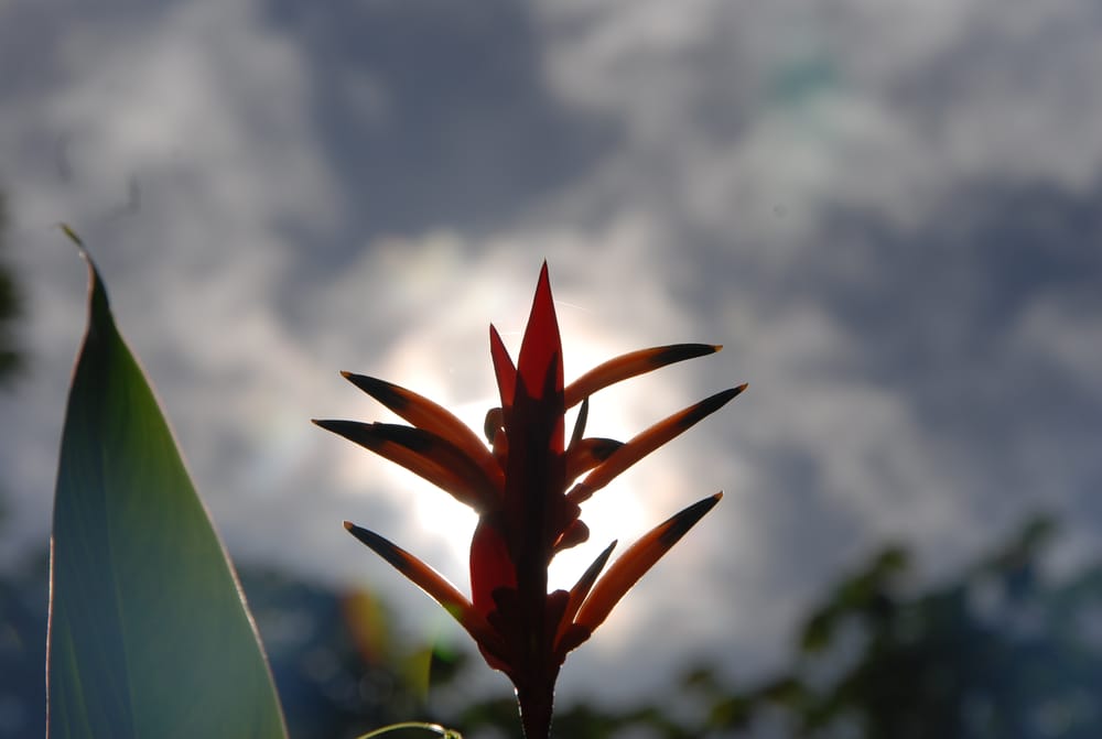 Pandora Tour Puerto Rico