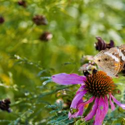 Pioneers Park Nature Center - 🏞️Pioneers Park Nature Center🏞️