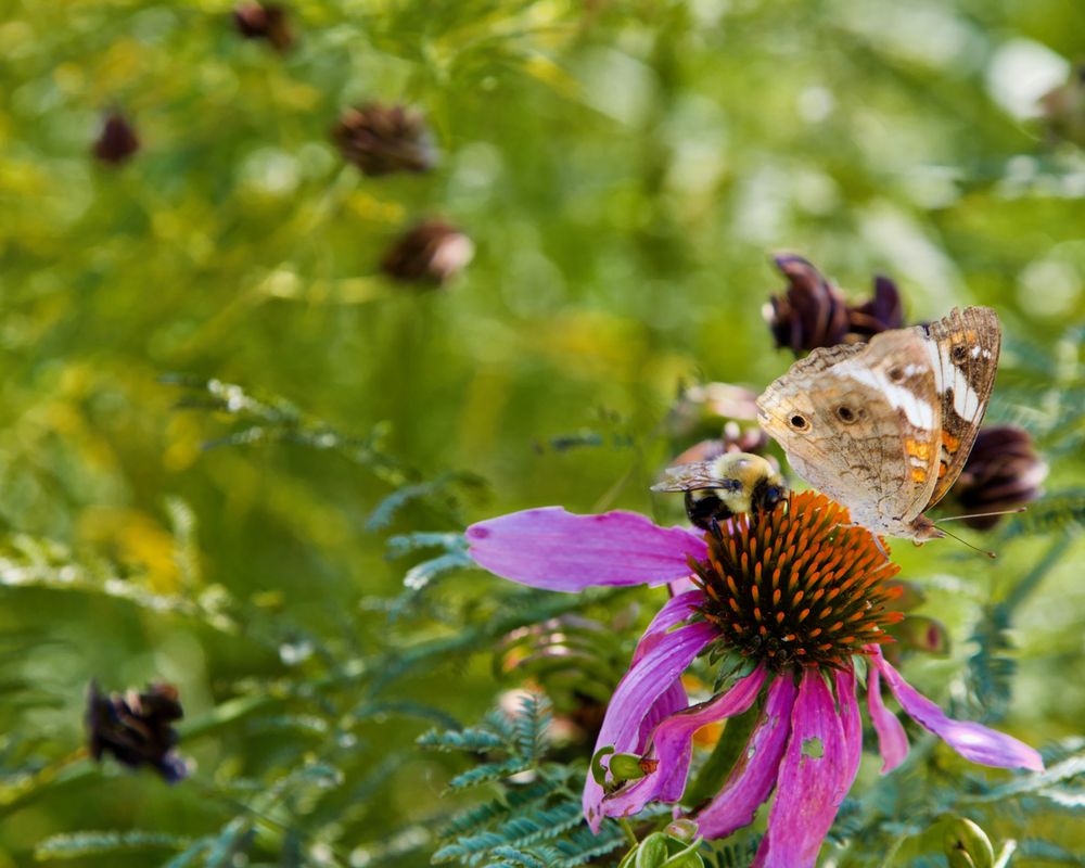Pioneers Park Nature Center