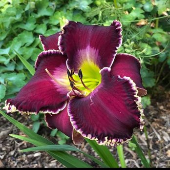 5 Acre Farm Daylilies - Farmers Market Near Me - Tolono, Illinois 5 Acre Farm Daylilies - Farmers Market Near Me - Tolono, Illinois