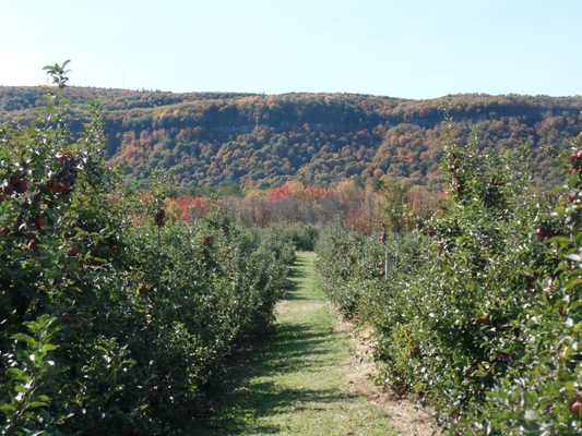 Indian Ladder Farms by null