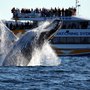 Photo of Whale Watching Sydney