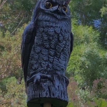 San Ramon Ace Hardware - My scary screech owl! He looks like a predator! - Hardware Stores Near Me - San Ramon, California San Ramon Ace Hardware - My scary screech owl! He looks like a predator! - Hardware Stores Near Me - San Ramon, California
