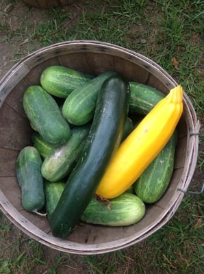 Saucon Valley Farmers' Market by null