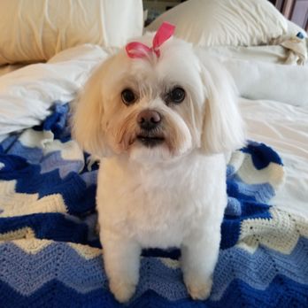 Sharon's Canine Classics - Ms. Shelby - Pet Groomers Near Me - Milpitas, California Sharon's Canine Classics - Ms. Shelby - Pet Groomers Near Me - Milpitas, California