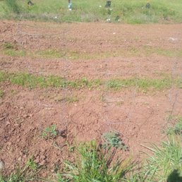 One sprout   never again cut rate seed