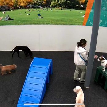 Dogtopia - Dog Cam! - Pet Boarding Near Me - Berkeley Heights, New Jersey Dogtopia - Dog Cam! - Pet Boarding Near Me - Berkeley Heights, New Jersey