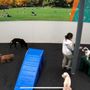 Photo of Dogtopia