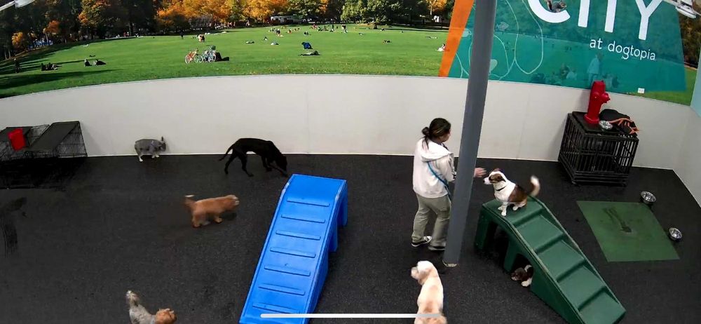 Dogtopia - pet boarding facility in Berkeley Heights, NJ