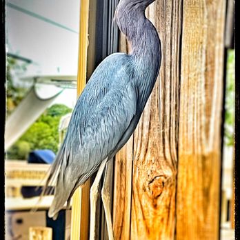 Shrimpers Grill & Raw Bar - "Chowder", the local resident Blue Heron at Shrimpers. - Seafood Near Me - Stuart, Florida Shrimpers Grill & Raw Bar - "Chowder", the local resident Blue Heron at Shrimpers. - Seafood Near Me - Stuart, Florida