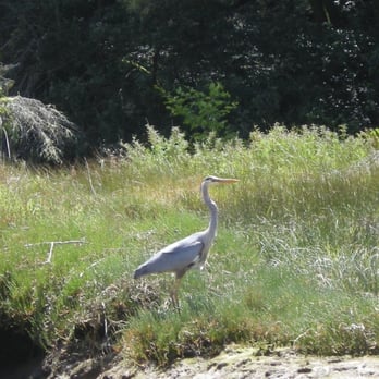 Catch A Canoe & Bicycles Too - Great Blue Heron - Bikes Near Me - Mendocino, California Catch A Canoe & Bicycles Too - Great Blue Heron - Bikes Near Me - Mendocino, California