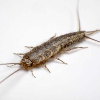 Les Pros De L'extermination FRN - Pest Control Near Me - Montreal, Quebec Les Pros De L'extermination FRN - Pest Control Near Me - Montreal, Quebec