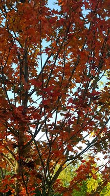 Saint George Greek Orthodox Church of Albuquerque by null