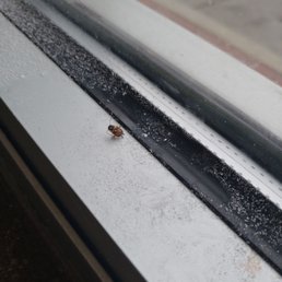 Dead baby roach. Indicating a problem. Since they're breeding. Dead baby roach. Indicating a problem. Since they're breeding.