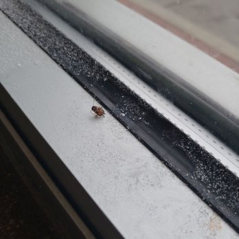McDonald's - Dead baby roach. Indicating a problem. Since they're breeding. - Fast Food Near Me - Acworth, Georgia McDonald's - Dead baby roach. Indicating a problem. Since they're breeding. - Fast Food Near Me - Acworth, Georgia
