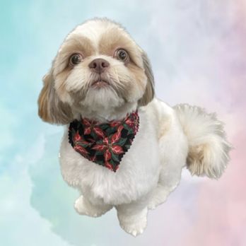 Pawlished by Megan - Pet Groomers Near Me - Easthampton, Massachusetts Pawlished by Megan - Pet Groomers Near Me - Easthampton, Massachusetts