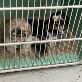 You Dirty Dog - Patiently waiting never seen them happier to be at the groomers - Pet Groomers Near Me - Palm Desert, California You Dirty Dog - Patiently waiting never seen them happier to be at the groomers - Pet Groomers Near Me - Palm Desert, California