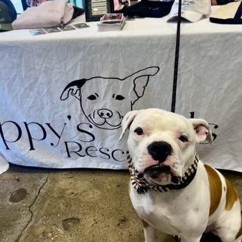 Three Dog Bakery - The Heights - Our foster Bruce Wayne repping Pippys during Yappy Hour - Pet Stores Near Me - Houston, Texas Three Dog Bakery - The Heights - Our foster Bruce Wayne repping Pippys during Yappy Hour - Pet Stores Near Me - Houston, Texas