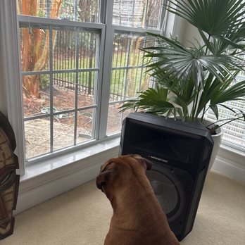 Champion Fence Builders - It's rainy and Austin chooses to view new fence from indoors - General Contractors Near Me - Charlotte, North Carolina Champion Fence Builders - It's rainy and Austin chooses to view new fence from indoors - General Contractors Near Me - Charlotte, North Carolina