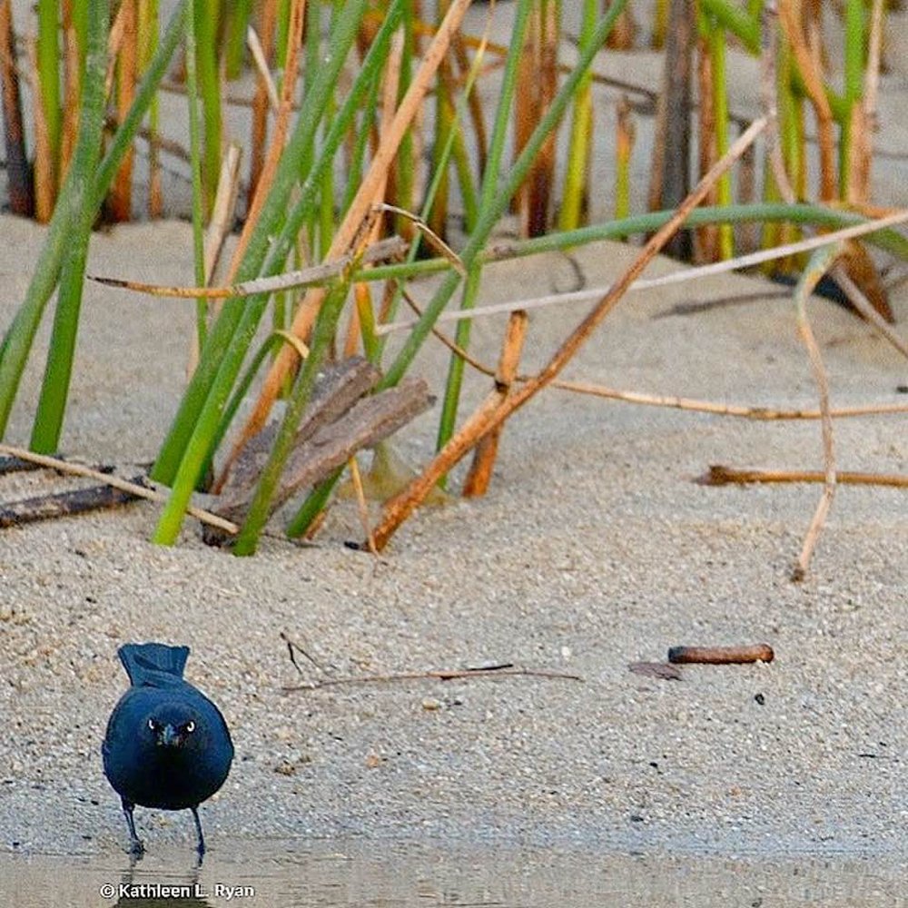 Carmel River State Beach - Blackbird, near reeds, at river's edge. - Beaches Near Me - Carmel, California