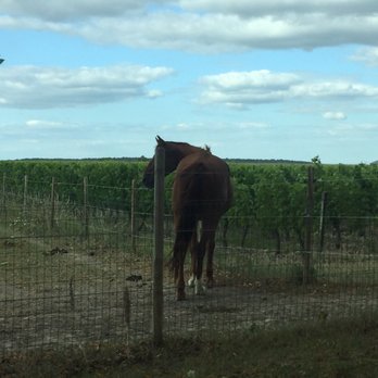 Château de Marçay - The horses of chateau marcay - Hotels Near Me - Marcay, 37