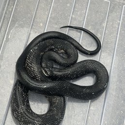 Rat snake Rat snake