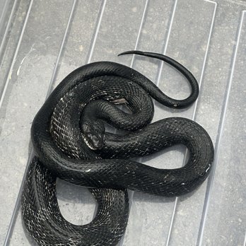 BigHeart Wildlife Removal - Rat snake - Pest Control Near Me - Cumming, Georgia BigHeart Wildlife Removal - Rat snake - Pest Control Near Me - Cumming, Georgia