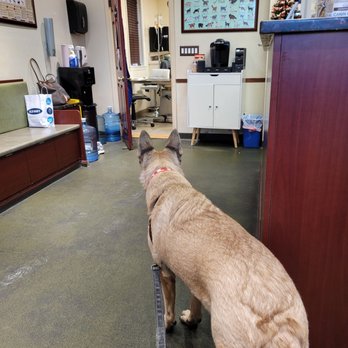 Veterinary Care Group - Whitestone - Veterinarians Near Me - Whitestone, New York Veterinary Care Group - Whitestone - Veterinarians Near Me - Whitestone, New York