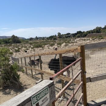 Ostrichland USA - Attraction Farms Near Me - Solvang, California Ostrichland USA - Attraction Farms Near Me - Solvang, California