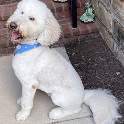 Healthy Hound Playground and Grooming Salon & Spa - After-- Services SEPT 2025