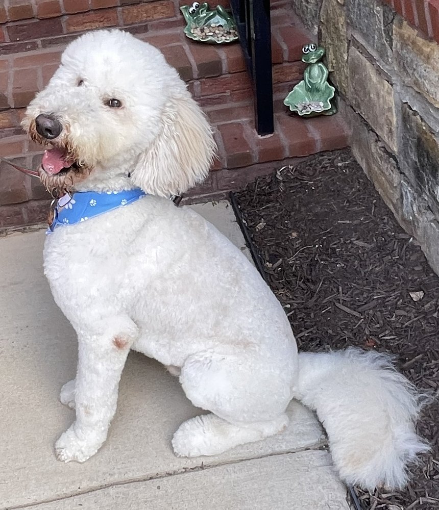 Healthy Hound Playground and Grooming Salon & Spa - pet boarding facility in Rockville, MD