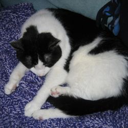 Quad Cities Pet Cremation
