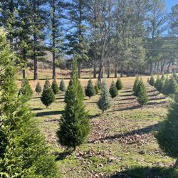 Pine Ridge Tree Farm