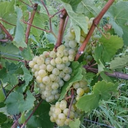 Weingut & Gästezimmer - Trauben der Rebsorte Kerner