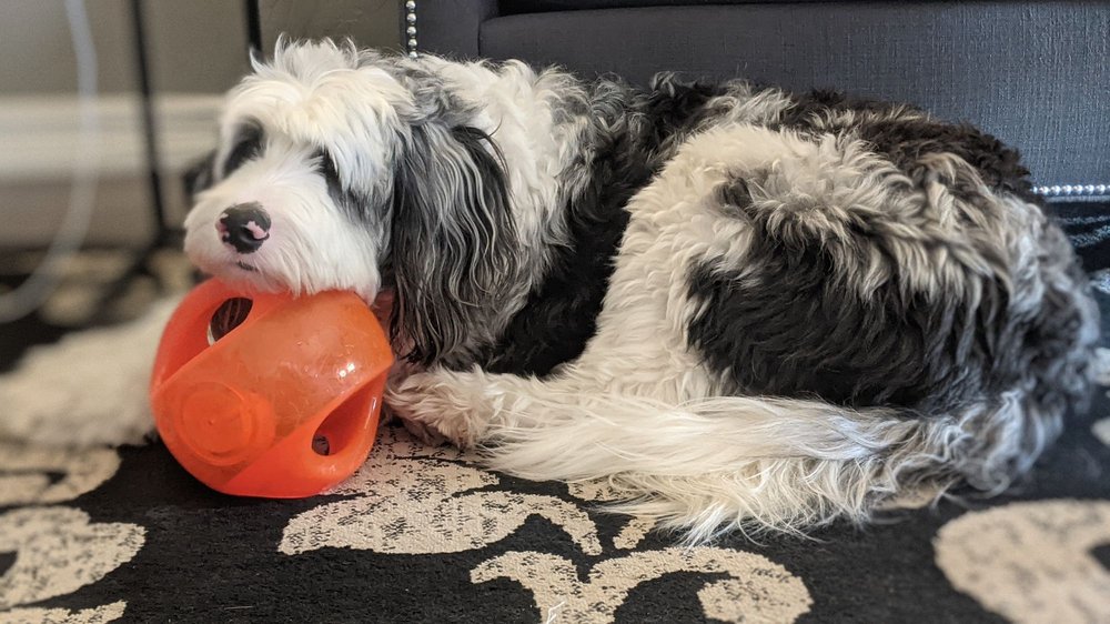 DIRTY HAIRY MOBILE DOG GROOMING SPA Updated August 2024 4045