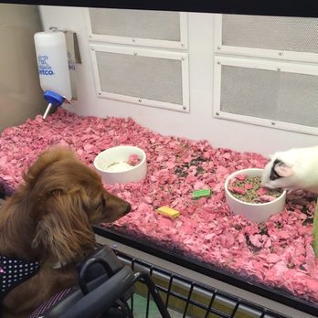 Petco - She was interested - Pet Stores Near Me - Clovis, California