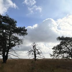 Nationaal Park De Hoge Veluwe