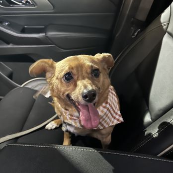 Dapper Dog Spa - Pet Groomers Near Me - Whittier, California Dapper Dog Spa - Pet Groomers Near Me - Whittier, California
