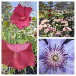 Montgomery Nurseries - Rosemallow, sedum autumn joy, & clematis.