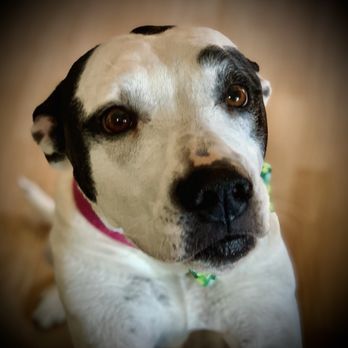 Final Moments Veterinary Care - Veterinarians Near Me Final Moments Veterinary Care - Veterinarians Near Me