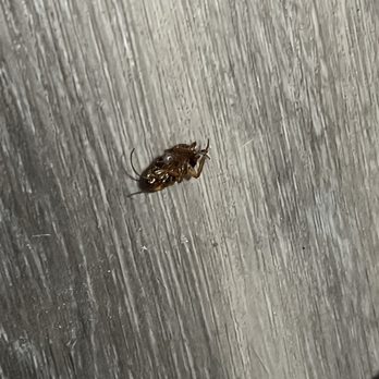 Ocean Creek Resort - Cockroach!! - Resorts Near Me - Myrtle Beach, South Carolina Ocean Creek Resort - Cockroach!! - Resorts Near Me - Myrtle Beach, South Carolina