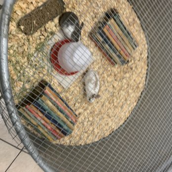 Livengood Feeds - Bunnies - Pet Stores Near Me - San Antonio, Texas Livengood Feeds - Bunnies - Pet Stores Near Me - San Antonio, Texas