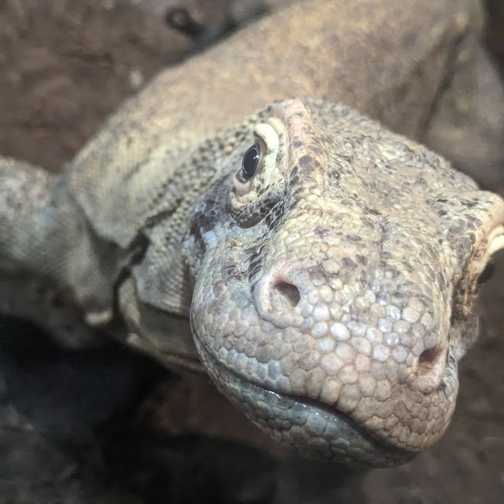 The Komodo actually seemed interested in us, came right up to say hello a few times!