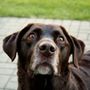 Photo of Pawsitivity Pet Care