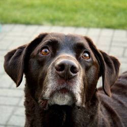 Pawsitivity Pet Care