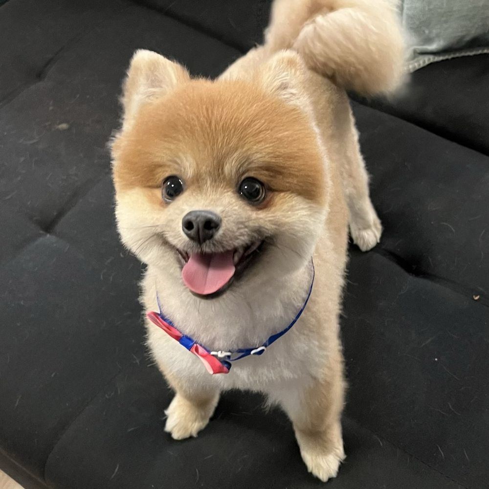 Pomeranian rescued from Mexico Pomeranian rescued from Mexico