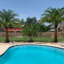 Palm Brothers - Nothing takes your pool from ordinary to oasis like Phoenix Sylvester and Robellini Date Palms